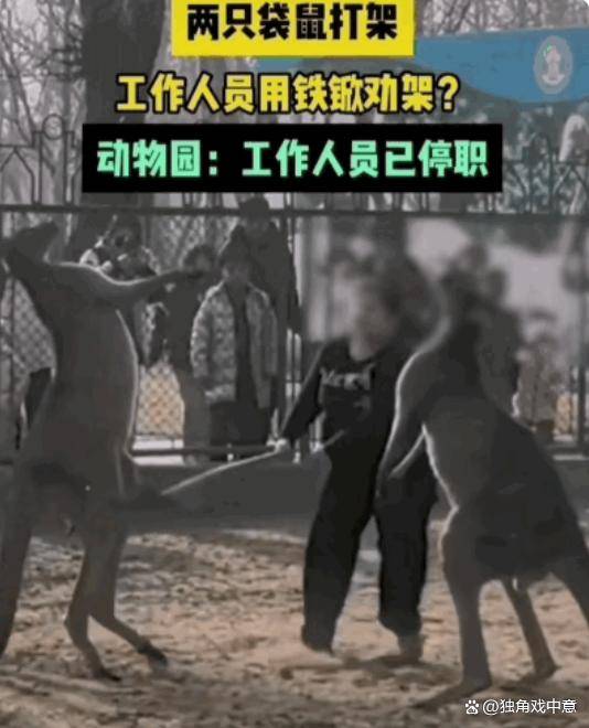 两只袋鼠打架工作人员用铁锹劝架，事后工作人员被停职