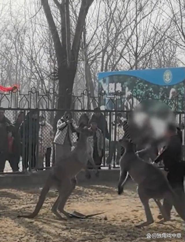 两只袋鼠打架工作人员用铁锹劝架，事后工作人员被停职
