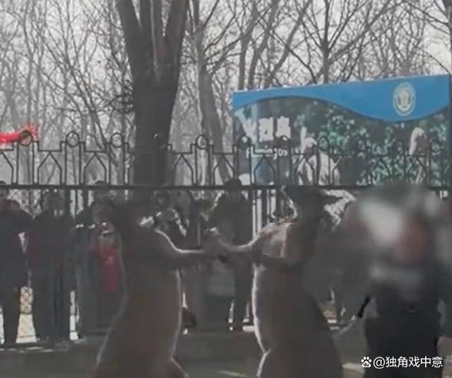 两只袋鼠打架工作人员用铁锹劝架，事后工作人员被停职