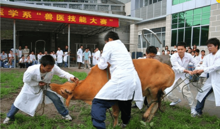 自考本科动物医学可以考执业兽医资格证吗？小自考动物医学报名入口