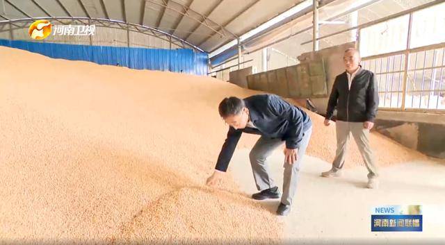 河南省委书记，前往田间地头，拿起玉米了解情况