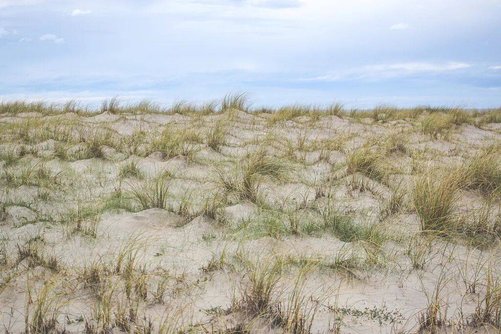 “除蒿”大战开启，过敏有救了？