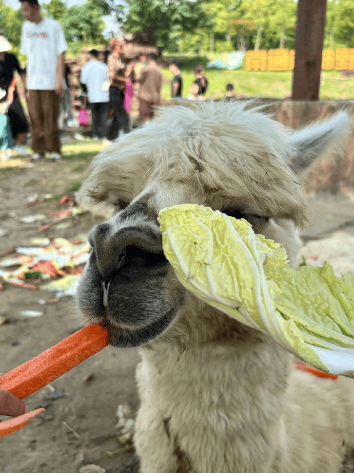 网友称一动物园羊驼被投喂吃撑倒地翻白眼，园方回应：确实吃饱了