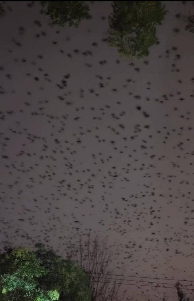 河北等多地天空现密集鸟群，网友担心是灾害预兆，当地称未收到相关预警，专家解读