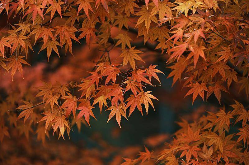 霜降已到,全国红叶上线中!这些“出片宝地”藏不住了