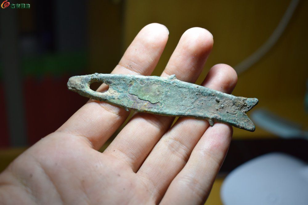 鱿鱼币(鱿鱼币最新走势)