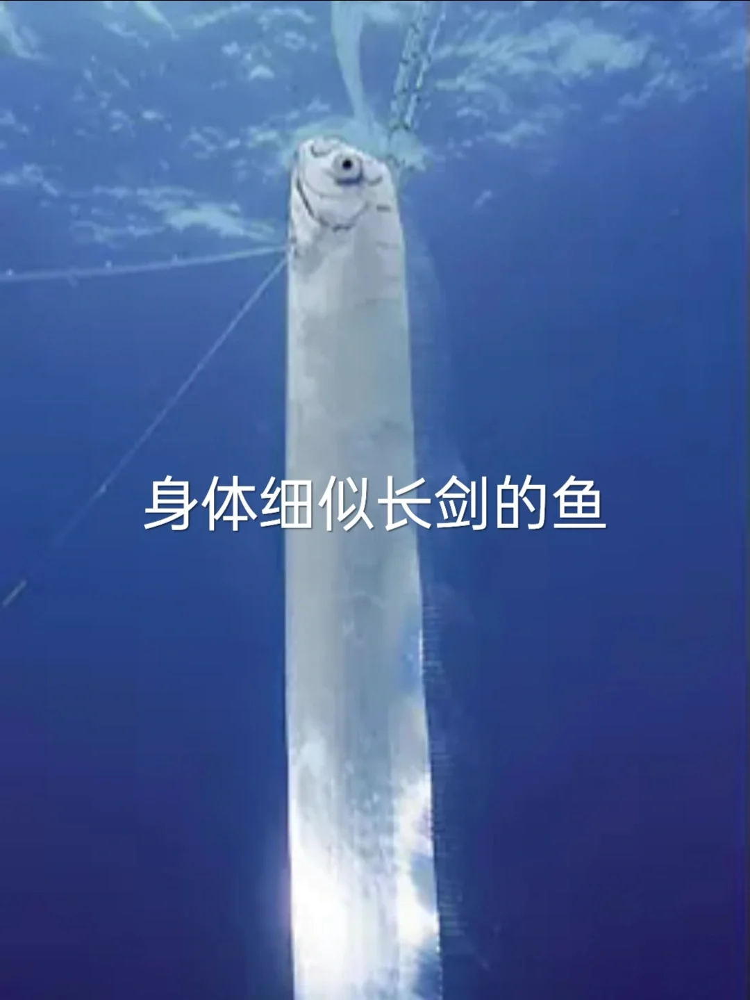 鲸探(鲸探的数字藏品怎么卖出去)